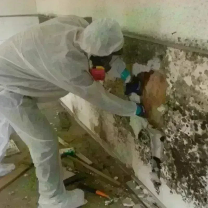 Mold Remediation and Removal in Lone Jack, MO